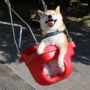 멍멍이가 있는 집 이미지