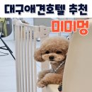 콩콩 강아지 유치원 호텔 놀이방 | 대구 애견 호텔 추천 레이트체크아웃 가능한 강아지 놀이방 미미멍