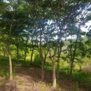 안평농장 이미지