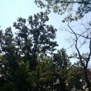 영응대군 묘 및 신도비 이미지