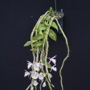 Dendrobium primulinum 폐각석곡 이미지