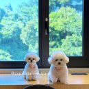 캠프관광호텔 | 제주도 애견 동반 호텔 플레이스캠프 제주 페텔 후기