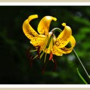 노랑털줄나리꽃 이미지
