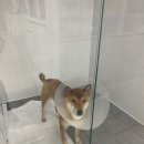 남천동동물병원 네이버블로그
