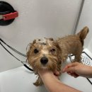 웰니스 펫뷰티 이미지