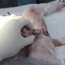 금빛동물병원 이미지