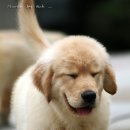 도그뉴스 이미지