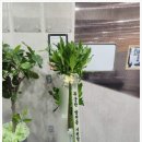 푸른식물병원 | 광진 강동 장안동 개업화분 후기 │ 병원·미용실 납품 사례