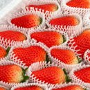 손가네농장 이미지