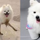 젤리댕댕이 이미지