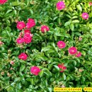 장미마트 이미지