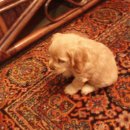 강아지 지니 이미지