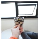 스타일독앤캣 강아지고양이 경기광주점 | 경기광주강아지분양 새 가족을 만나는 스타일독앤캣