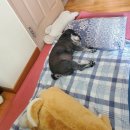 굿모닝펫미용 이미지