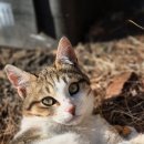 11500-7-03-07 | 팔공지맥 8구간 구미 좌베틀산(369.5) 2026. 03. 07.