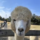 우현목장 이미지