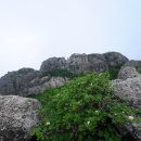 흰참꽃나무.산조팝나무.세잎종덩굴(누른종덩굴).회목나무.매자나무.털개회나무(정향나무).노박덩굴.참빗살나무 이미지