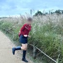 생활체육공원로 | 서울억새축제 2025 후기, 하늘공원 가는길 서울 억새명소 추천