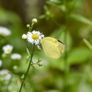 노랑나비 이미지