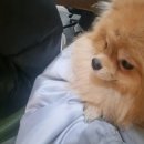 풍기동물병원 이미지