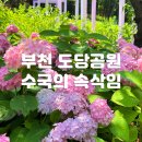 도당공원 | 부천 도당공원 백만송이 장미원 수국의 속삭임 수국명소