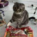 챠오챠오 이미지