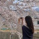 구례군 광의면 보건지소 화장실 | 구례 사람없는 벚꽃길 추천: 광의교회입구 벚꽃 만개