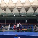 고릴라 복싱 이미지