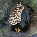 산새소리물소리 이미지