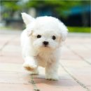 더독스 강아지분양 서울 이미지