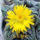 노도