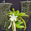 Dendrobium primulinum fma album×self 이미지