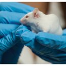 축산가축인공수정소 이미지