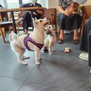 마이펫 부산대점 이미지