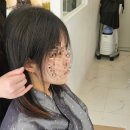 하비헤어 이미지