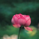 심화(心花) Daum카페