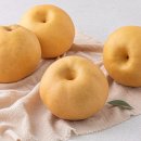 사계절농산 | 당도 높은 배 추천! 원농산 당도선별 배 3kg 직접 먹어본 솔직 후기