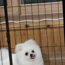 롱런하개 이미지