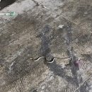 울릉도드림