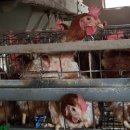 행진농장2농장 이미지