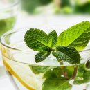 페퍼민트 이미지