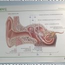 오티콘 보청기 금천센터 이미지