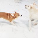 한강펫케어센터 이미지