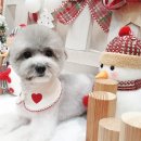 신통방통 동물병원 이미지