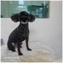 멍뭉살롱 | 석수동애견미용실 우리동네 멍뭉살롱 체험기