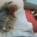 뽀나스PC 이미지