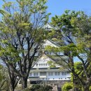 타코야만 | 겹벚꽃보러 떠난 4월의 오사카 3박4일 ep.3 오사카성, 오사카덴푸라맛집, 겹벚꽃구경, 타코야키쿠쿠루본점