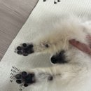 몽몽솔솔 | 광주 애견미용 추천 화정동 몽몽솔솔