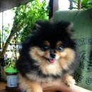 골든힐폼 이미지