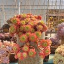 <b>그린</b><b>로즈</b>